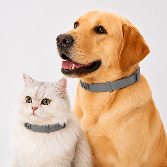 Adjustable Dog Collar with Fresh Scent Comfortable Lightweight Pet Collar for Large Dogs Over 18 lbs Everyday Wear for Walks and Outdoor Use